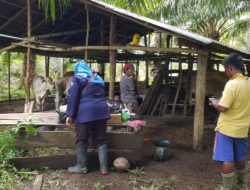 Dinas Pertanian Periksa Hewan Ternak di Jorong Padang Mardani