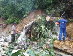 Pohon Tumbang Timpa Tiang Listrik, Jalan Padang-Solok Sempat Lumpuh