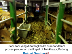 Sumbar Percepat Peningkatan Populasi Sapi