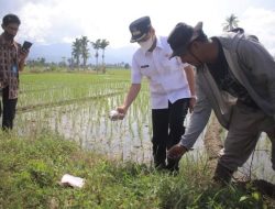 Ratusan Hektare Sawah Gagal Panen di Pasaman