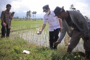 Ratusan Hektare Sawah Gagal Panen di Pasaman