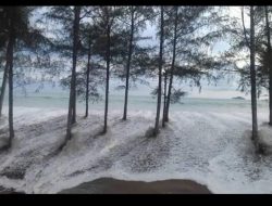 Pantai Pinus Kapuh Pessel Dilanda Abrasi