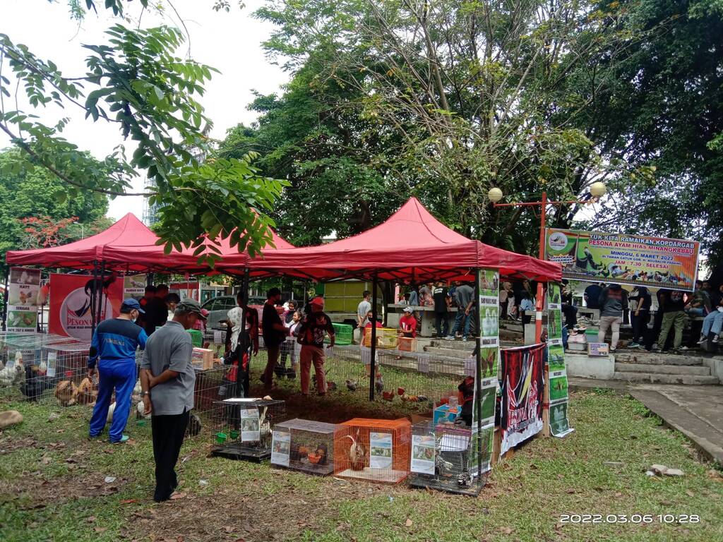 Car Free Day (CFD) GOR Agus Salim Padang, Minggu (6/3/2022) makin meriah dengan kokok ayam yang sangat panjang.