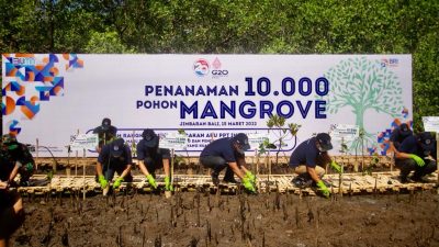 BRI dan PPATK Tanam 10.000 Mangrove di Bali