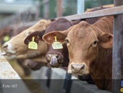Hebat, Selama 10 Tahun Harga Daging Sapi Tetap Stabil