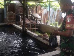 Serka Joni Harnijon Beri Pakan Ikan Nila
