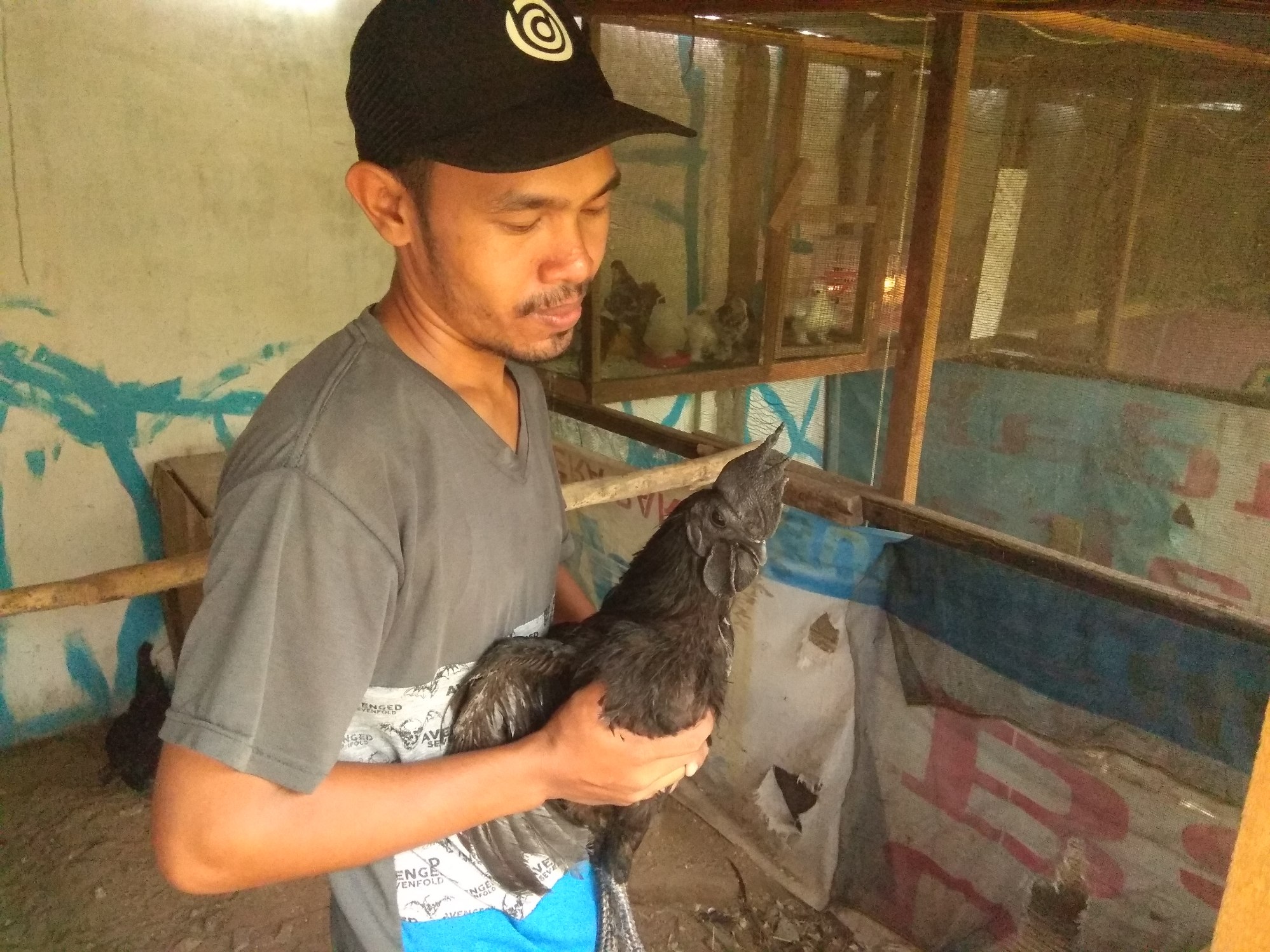 Budidaya Ayam Cimani Beromset Rp10 Juta Perbulan Rakyatsumbar Id