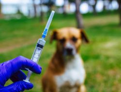 Dinas Pertanian Kota Padang Sediakan 2.900 Vaksin Rabies