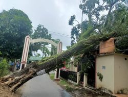 Angin Kencang Robohkan 16 Pohon di Padang