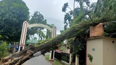 Angin Kencang Robohkan 16 Pohon di Padang