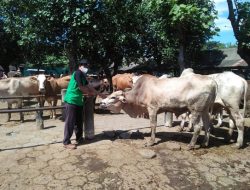 Ternak Luar Daerah Dilarang Masuk ke Dharmasraya