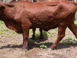Penyakit Sapi LSD Serang Sapi Warga di Dharmasraya 