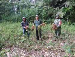 Tilatang Kamang Prospek Tanaman Kacang Tanah