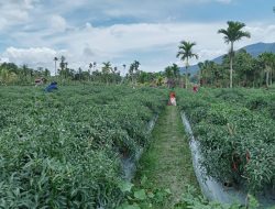 Harga Cabai Melejit, Petani Sumringah