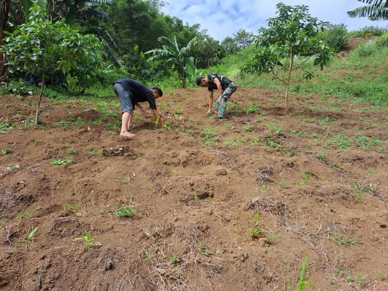 Bersama masyarakat, Babinsa melakukan pemanfaatan lahan tidur untuk ditanami tanaman produktif.
