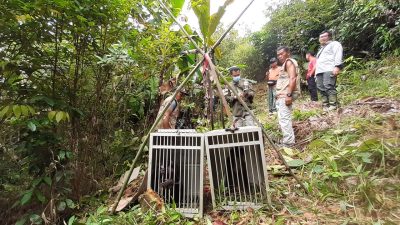 BKSDA Sumbar Lepasliarkan 2 Ekor Bokkoi 