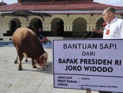 Presiden Jokowi Salurkan Bantuan 5 Sapi Kurban di Sumbar