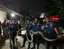 Tim Damkar Kota Padang Eksekusi Dua Ular Piton