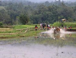 Alek Nagari Pacu Jawi Masih jadi Wisata Favorit