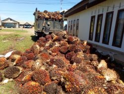 Harga Sawit Berada di Level Terendah, Petani Mengeluh