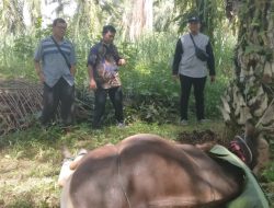 PT Anam Koto Sembelih Dua Ekor Sapi Kurban