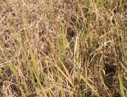 Puluhan Lahan Sawah Terancam Gagal Panen