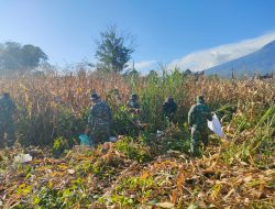 Koramil 08/IV Angkek Gelar Panen Jagung