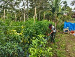 Ciptakan Lapangan Pekerjaan, Babinsa Koramil 10/ST Ajak Masyarakat Bersihkan Lahan Cabe dan Tomat