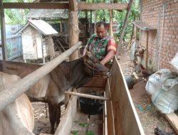 Babinsa Koramil 04/Sicincin Manfaatkan Waktu Tingkatkan Produktivitas Kerja