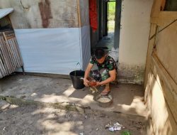 Manfaatkan Lahan Kosong, Babinsa Koramil 06/Kampung Dalam Beternak Ayam Kampung