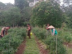 Optimalkan Tanaman Jahe dan Cabai Rawit, Babinsa Lakukan Penyemprotan