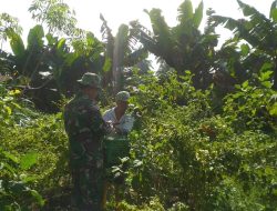 Penuhi Ketersediaan Pangan, Babinsa Panen Terong Bersama Petani Binaan