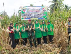 Dandim Pimpin Panen Perdana Jagung di Lahan Koramil 08/Kumanis