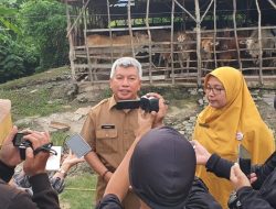 800 Sapi di TPA Aie Dingin Rentan PMK, Dinas Pertanian Lakukan Vaksinasi