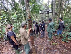 BKSDA Lepasliarkan Sepasang Siamang