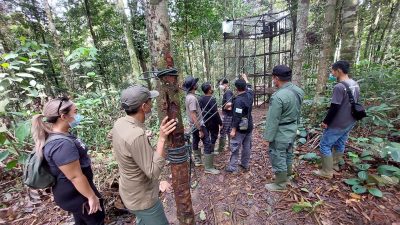 BKSDA Lepasliarkan Sepasang Siamang