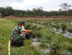 Babinsa Koramil 10/Kotobaru Dampingi Petani Panen Cabe