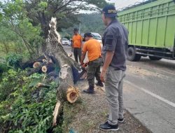 Angin Kencang, Satu Pohon Tumbang