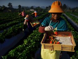 Indeks Bisnis UMKM BRI Q3 2022: Bisnis UMKM Tetap Tumbuh di Tengah Kenaikan Inflasi