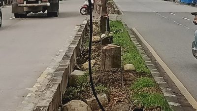 Terkait Penebangan Pohon, Perumda AM Kota Padang Klaim Telah Berkoordinasi, Akan Ada Pergantian Pohon Pelindung