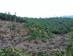 Rambah Hutan di Pessel, Mantan Bupati Kerinci Didenda Rp20 M