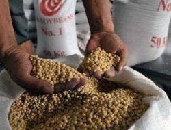 Harga Kedelai Naik, Pedagang Mengeluh