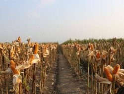 Pesisir Selatan Optimalkan Produksi Jagung