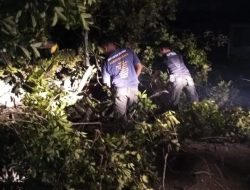 Hujan Badai, Pohon Tumbang di Empat Lokasi