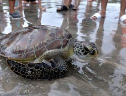 Enam Jenis Penyu Terancam Punah