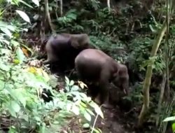 Dua Gajah Sumatera Muncul di Sijunjung