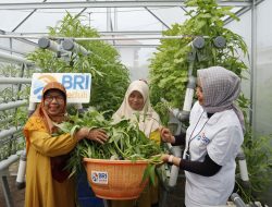 BRI Bantu Kelompok Wanita Tani Ikhwatunnissa