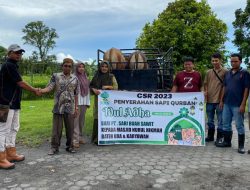 PT SBS Pasbar Serahkan 2 Sapi Kurban