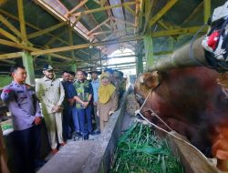 Sapi “Arjuna” Milik Aipda Eko Setiawan Dibeli Presiden Jokowi