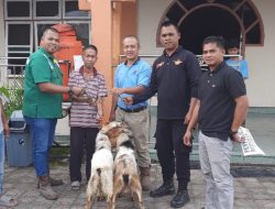 PT Gunung Sawit Abadi Kuban 10 Ekor Kambing